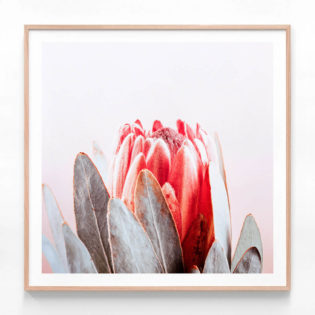 APP727S-Pink-Buds-Oak-Framed-Print