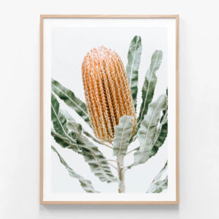APP729-Orange-Banksia-Oak-Framed-Print
