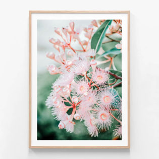 APP731-Pink-Blossoms-Oak-Framed-Print