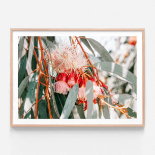 APP733-Native-Blooms-Oak-Framed-Print
