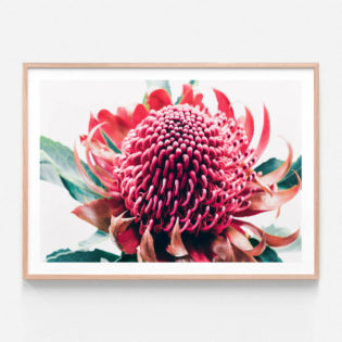 APP734-Australian-Waratah-Oak-Framed-Print