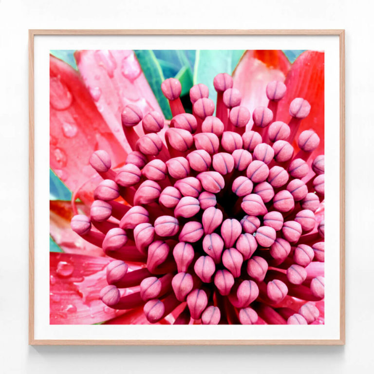 APP737S-Waratah-Close-Up-Oak-Framed-Print