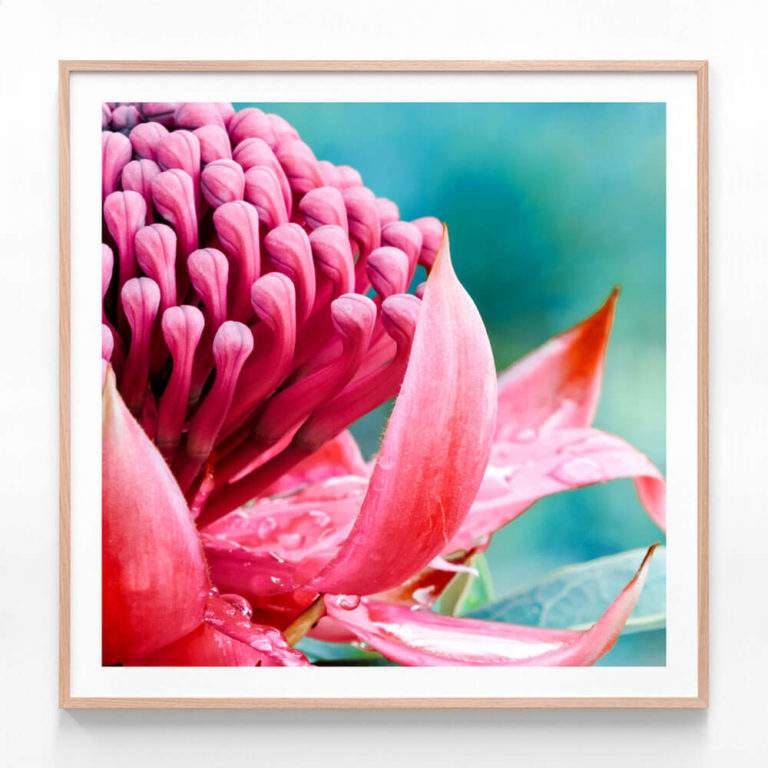 APP738S-Waratah-Close-Up-2-Oak-Framed-Print