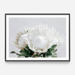 White Proteas | Poster, Framed Print or Canvas Wall Art | 41 Orchard