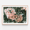 FP455-Flowering-Gum-Oak-Framed-Print
