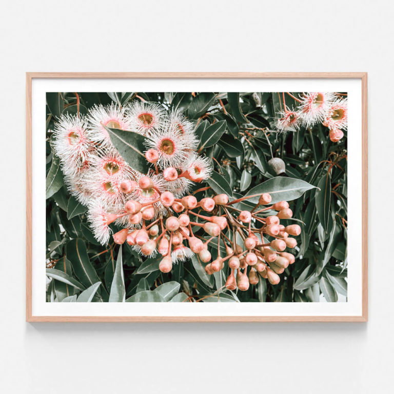 FP455-Flowering-Gum-Oak-Framed-Print