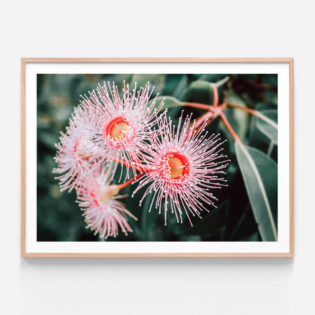 FP456-Flowering-Native-Oak-Framed-Print