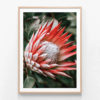 FP461-Moody-Protea-Oak-Framed-Print