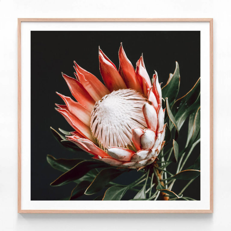 FP472-Dark-Protea-II-Oak-Framed-Print