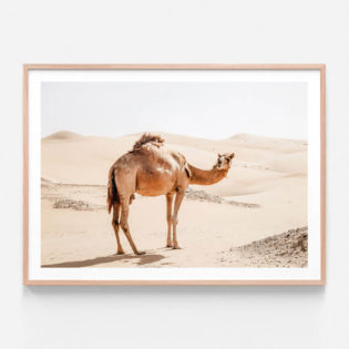 FP503-Lone-Camel-Oak-Framed-Print