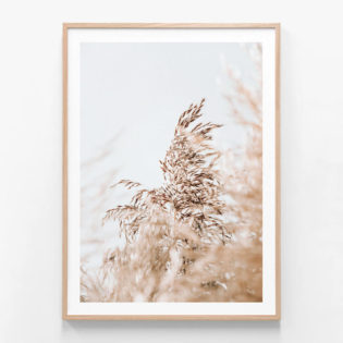 FP539-Wild-Pampas-Oak-Framed-Print