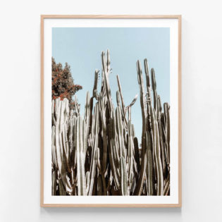 FP551-Tall-Cacti-Oak-Framed-Print