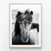 FP761-Black-Horse-Portrait-Oak-Framed-Print
