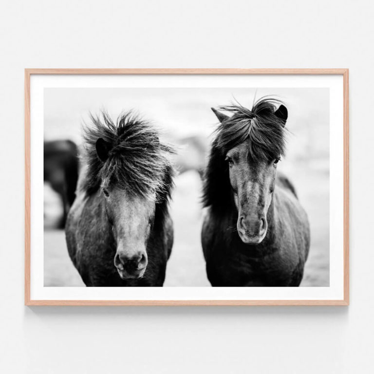 FP762-Black-Horses-Oak-Framed-Print