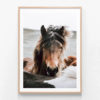 FP767-Focus-Oak-Framed-Print
