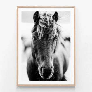 FP775-Dark-Icelandic-Horse Oak-Framed-Print