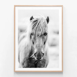 FP776-Icelandic-Portrait-Oak-Framed-Print