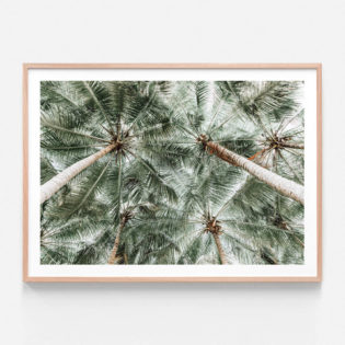 FP926-Coconut-Canopy-Oak-Framed-Print