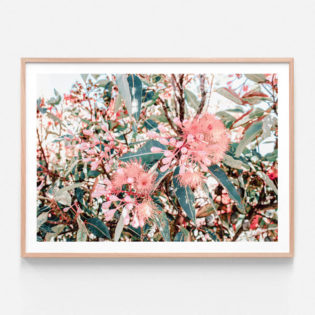 FP985-Australian-Florals-Oak-Framed-Print