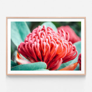 FP993-Waratah-Flower-Oak-Framed-Print