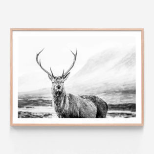 APP038-Wild-Stag-Oak-Framed-Print