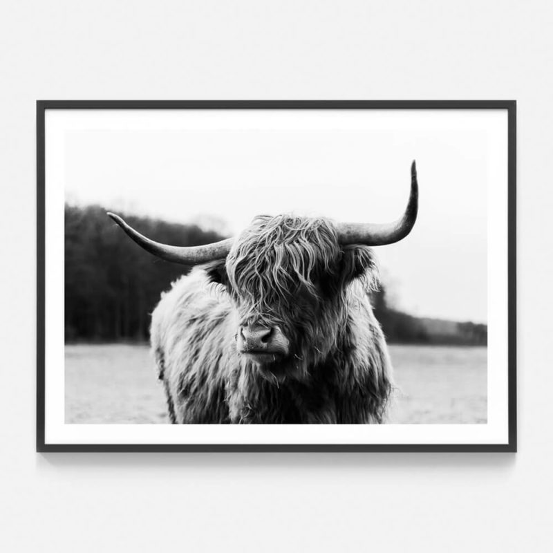 Highland Cow Framed Print or Canvas Wall Art 41 Orchard