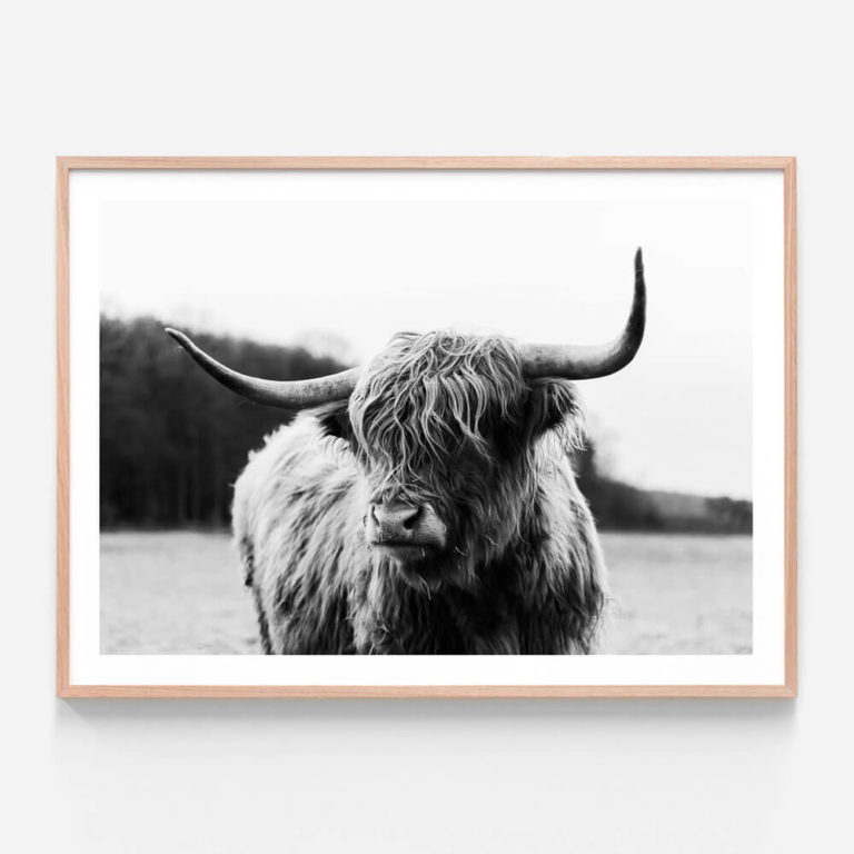 APP046-Highland-Cow-Oak-Framed-Print