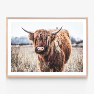 APP049-Scottish-Cow-Oak