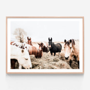 APP075-Feeding-Horses-Oak-Framed-Print