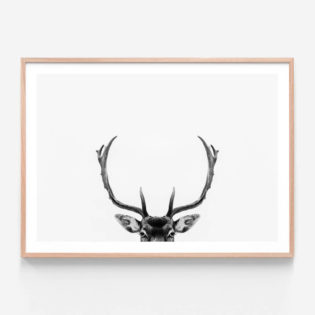 APP100-Deer-Antlers-Oak-Framed-Print