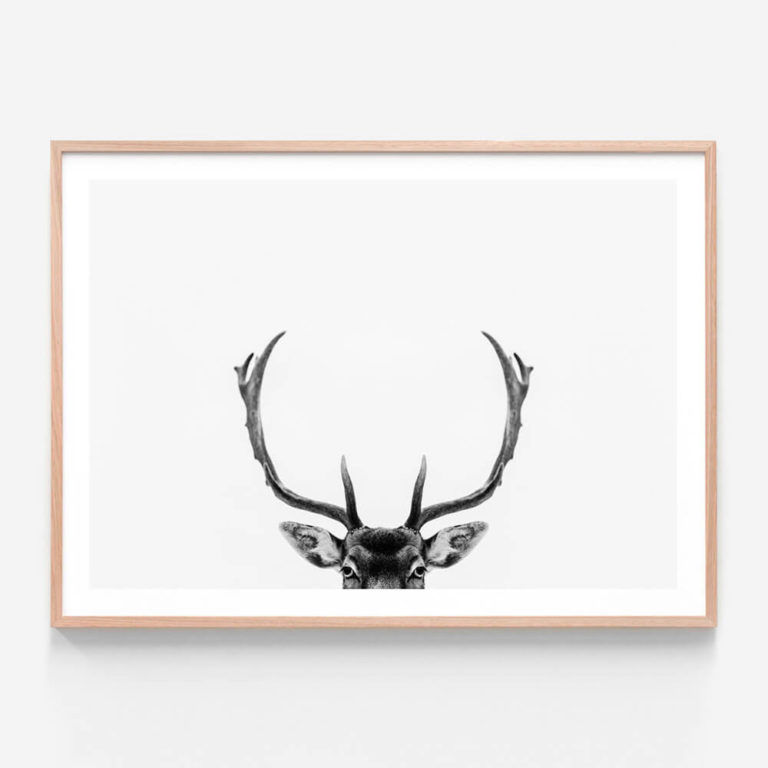 APP100-Deer-Antlers-Oak-Framed-Print