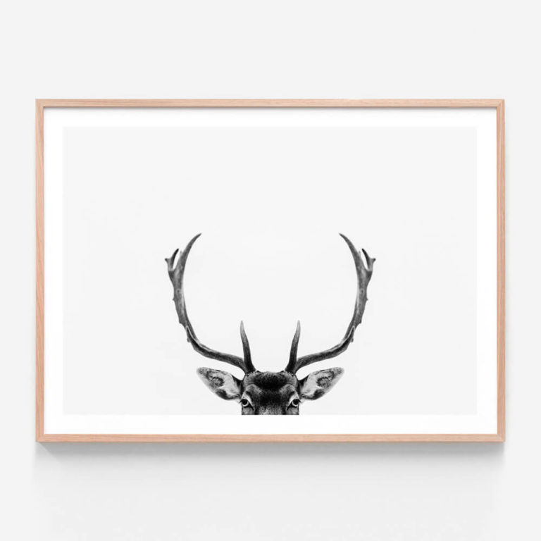 APP100-Deer-Antlers-Oak-Framed-Print