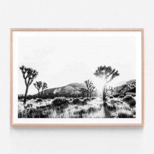 APP139-Joshua-Tree-BW-Oak-Framed-Print