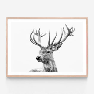 APP161-Highland-Deer-Oak-Framed-Print