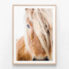 APP162-Wild-Pony-Oak-Framed-Print