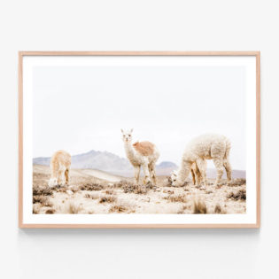 Three Llamas Framed Print