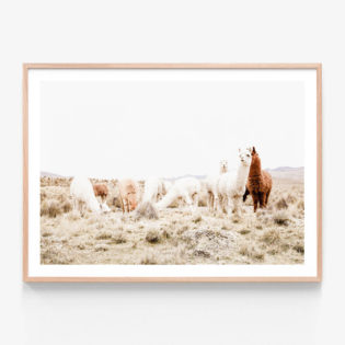 Grazing Llamas Framed Print