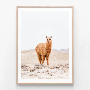 Tan Llama Framed Print