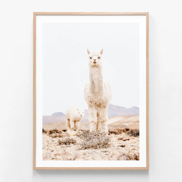 APP209-Snow-Llama-Oak