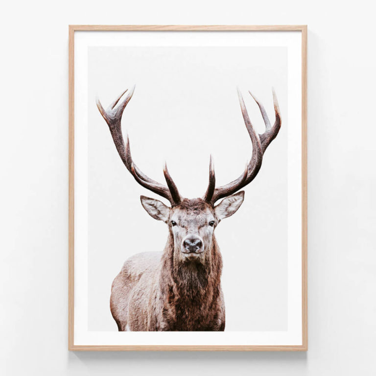 Deer Portrait Framed Print