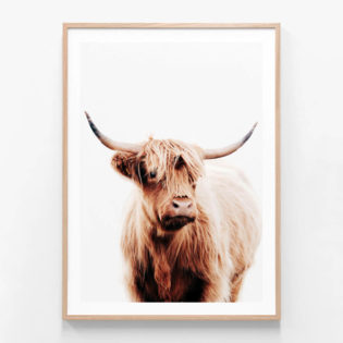 Angus Highland Cow Framed Print