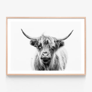 Duncan Black & White Highland Cow Framed Print