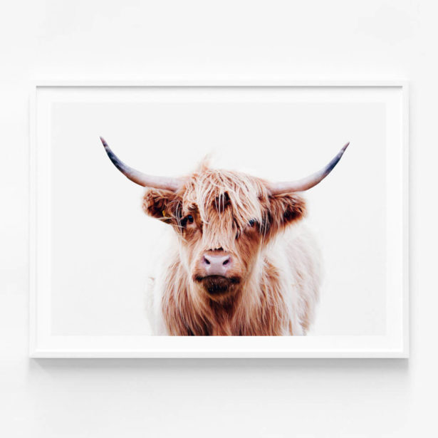 Duncan Highland Cow Framed Print or Canvas Wall Art 41 Orchard