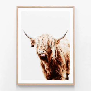 APP391-Dougal-Highland-Cow-Oak