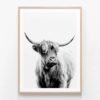 APP403-Angus-Cow-BW-Oak-Framed-Print