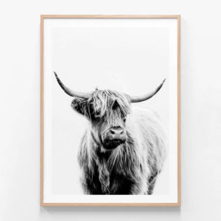 APP403-Angus-Cow-BW-Oak-Framed-Print