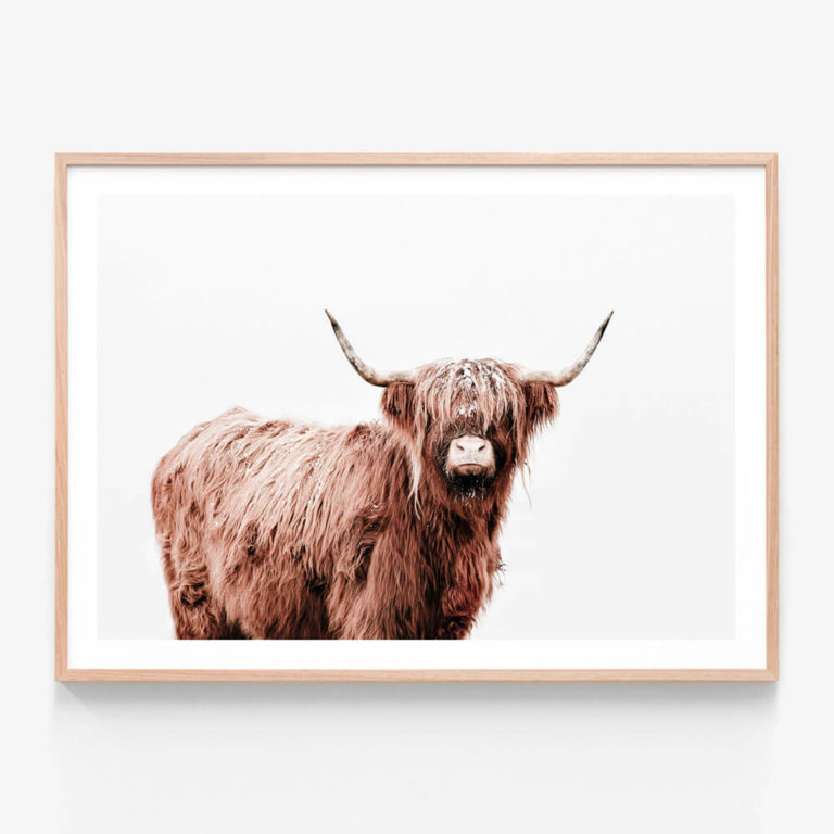 APP416-Fergus-Highland-Cow-Oak