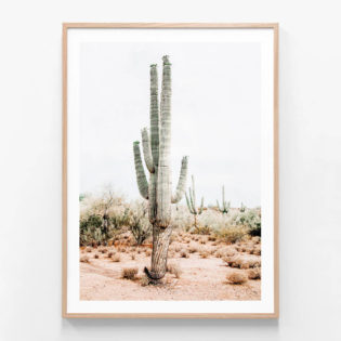 APP666-Saguaro-Oak