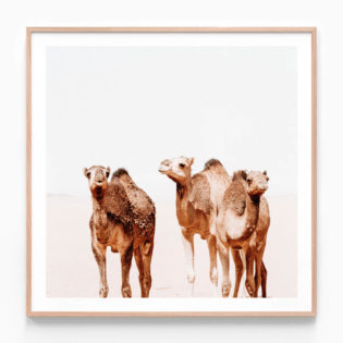 APP860-Camel-Tribe-Square-Oak-Framed-Print