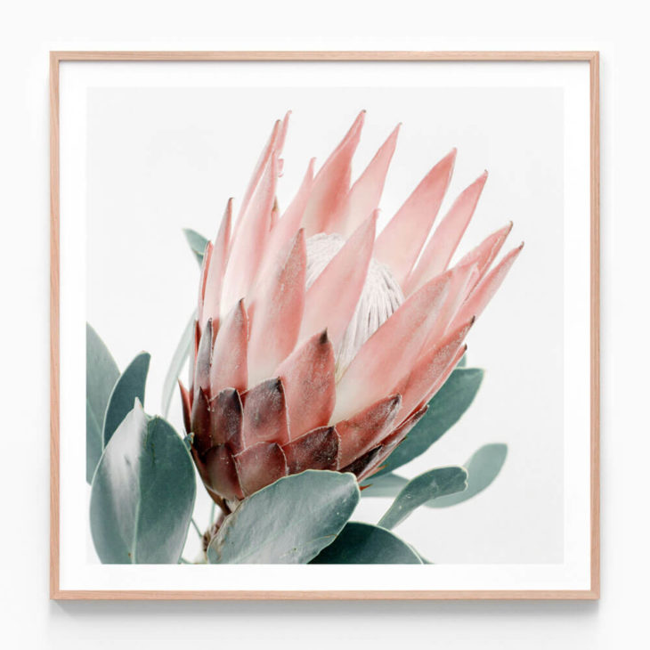 Light Protea Oak Framed Print